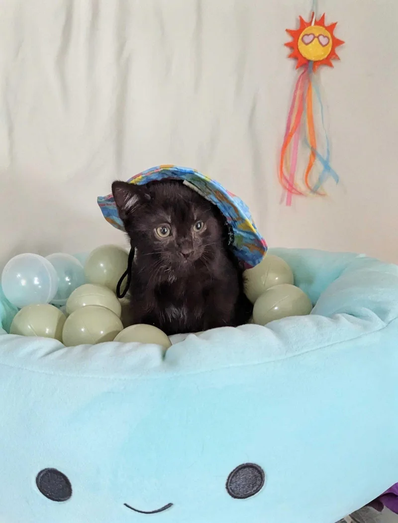 A young small-sized female Black Domestic Short Hair cat named Elvira for adoption in Seven Valleys, PA