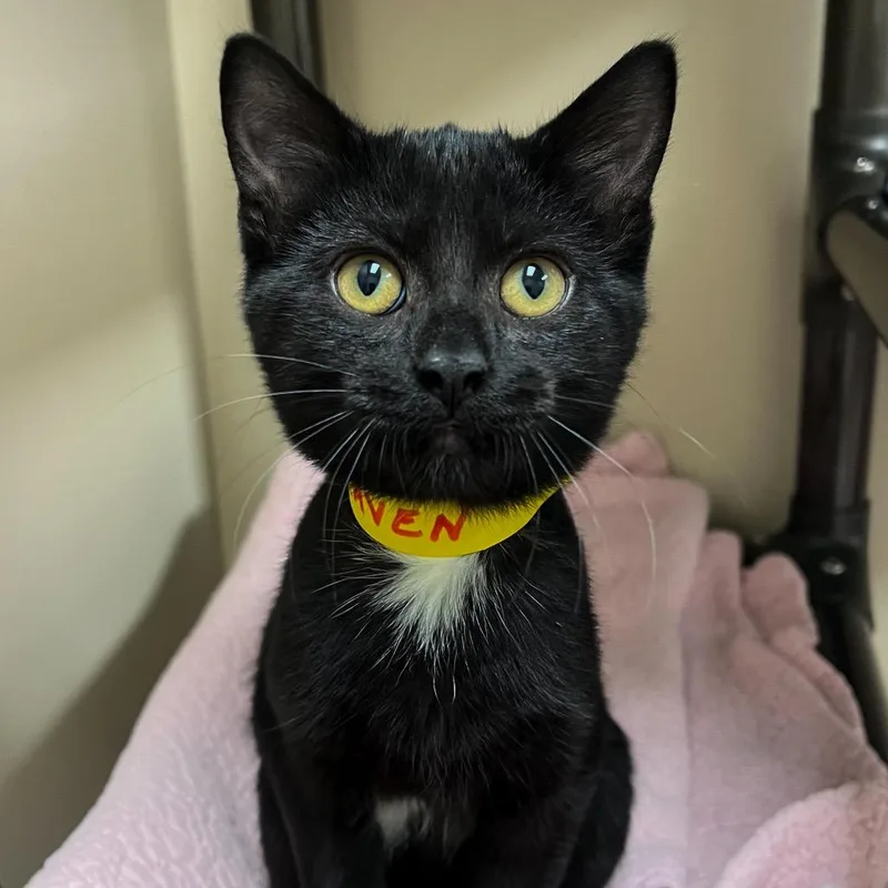 A baby small-sized female Black Domestic Short Hair cat named Raven for adoption in Arlington Heights, IL