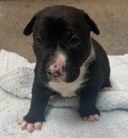 A baby small-sized male Shar-Pei dog named Hershey for adoption in Honolulu, HI