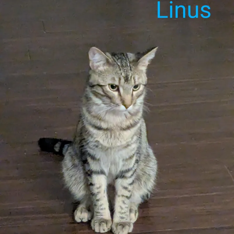 Lyssa & Linus  thumbnail 2