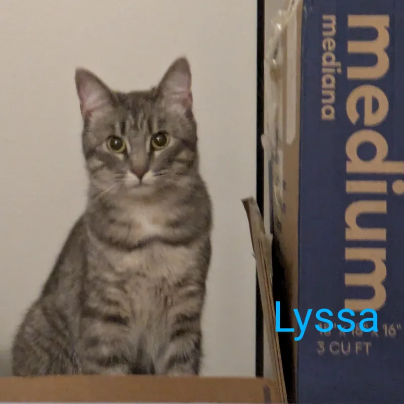 Lyssa & Linus  thumbnail 3