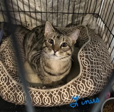 Lyssa & Linus  thumbnail 4