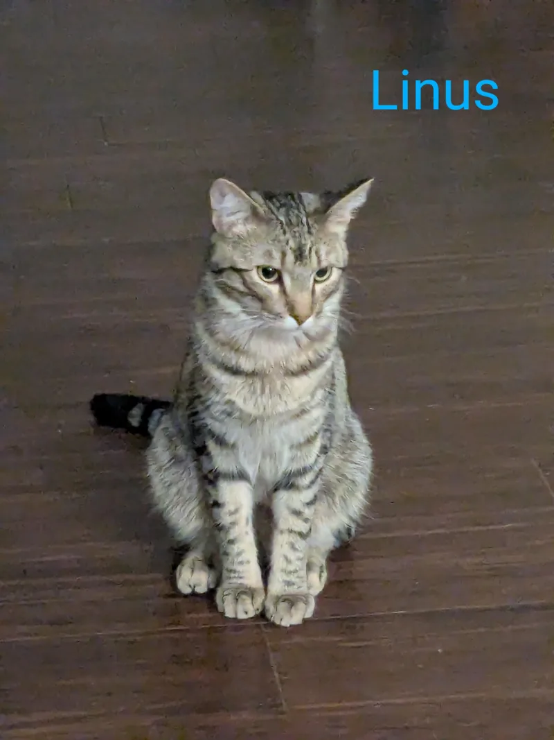 Lyssa & Linus  thumbnail 5