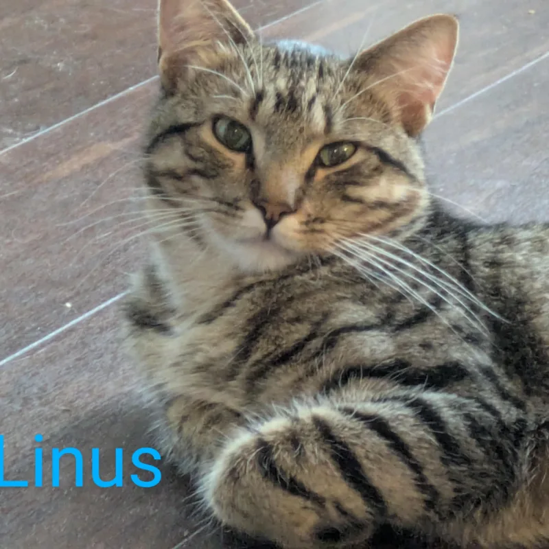 Lyssa & Linus  thumbnail 6