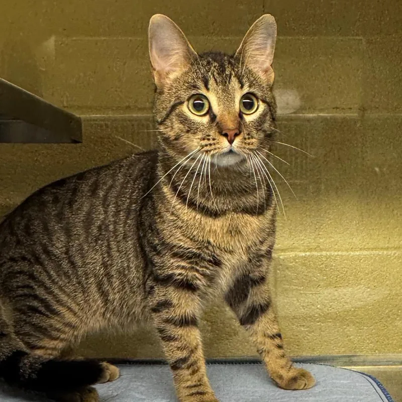 A young medium-sized male Brown / Chocolate Domestic Short Hair cat named Muppet for adoption in Concord, NC