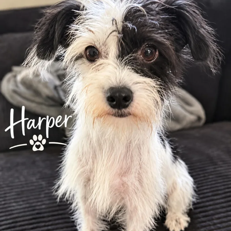 An adult small-sized female Black Border Terrier dog named Harper for adoption in Santa Fe, TX