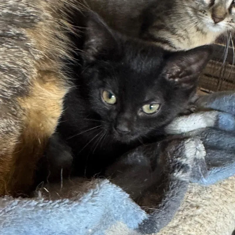 A baby medium-sized female Domestic Short Hair cat named Hazel for adoption in Saginaw, MI