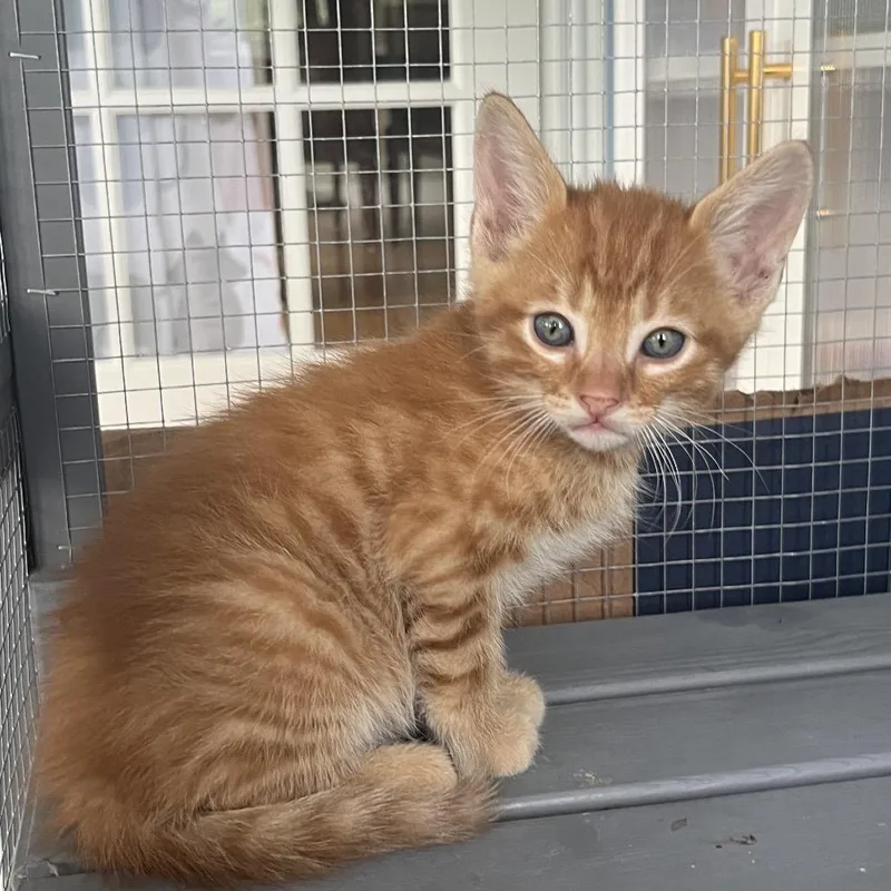 A baby small-sized male Orange / Red Domestic Short Hair cat named Moose for adoption in Normal, IL