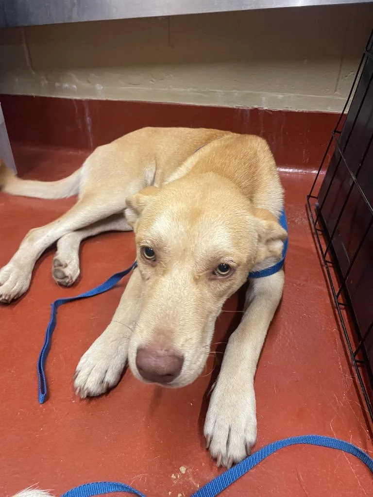 A baby medium-sized female Mixed Breed dog named Chicken Nugget for adoption in Douglasville, GA