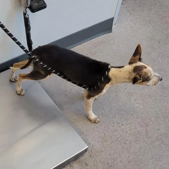 A baby medium-sized female Black Mixed Breed dog named Candy for adoption in Las Cruces, NM