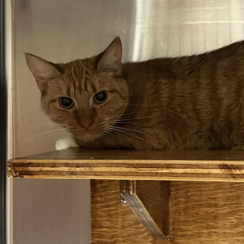 An adult medium-sized female Orange / Red Domestic Short Hair cat named Miracle for adoption in Pensacola, FL