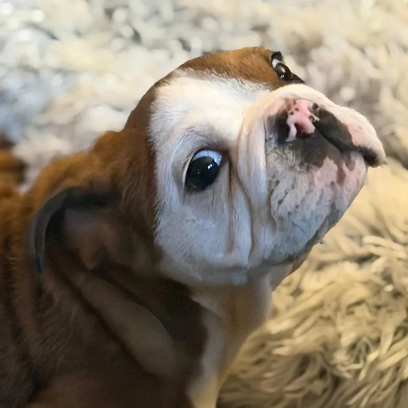 A baby small-sized male Red / Chestnut / Orange English Bulldog dog named Bowser for adoption in Huber Heights, OH