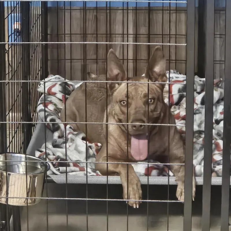 An adult medium-sized female Red / Chestnut / Orange Pit Bull Terrier dog named Amber for adoption in Cleveland, TN