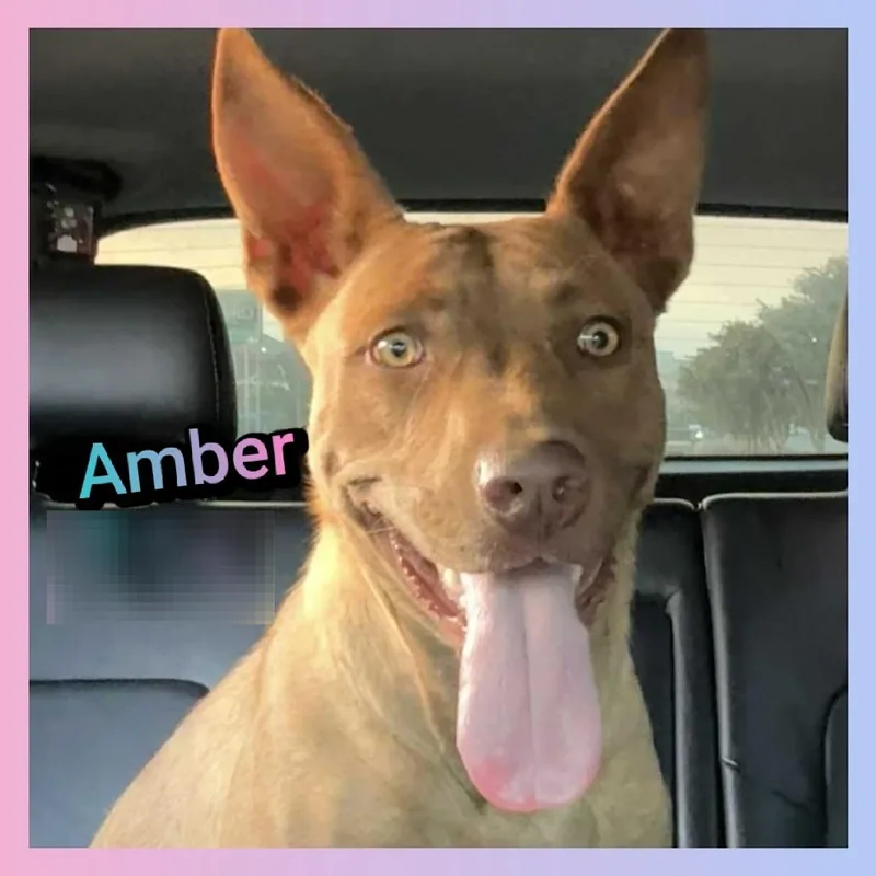 Amber thumbnail 4