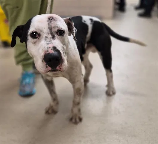 A young medium-sized male Pit Bull Terrier dog named Hereford for adoption in Dayton, OH