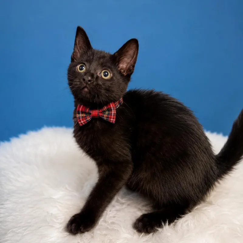 A baby small-sized male Black Domestic Short Hair cat named Haddock for adoption in Binghamton, NY