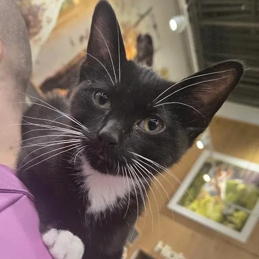 A young small-sized female Black Domestic Short Hair cat named Sussie for adoption in Sioux Falls, SD
