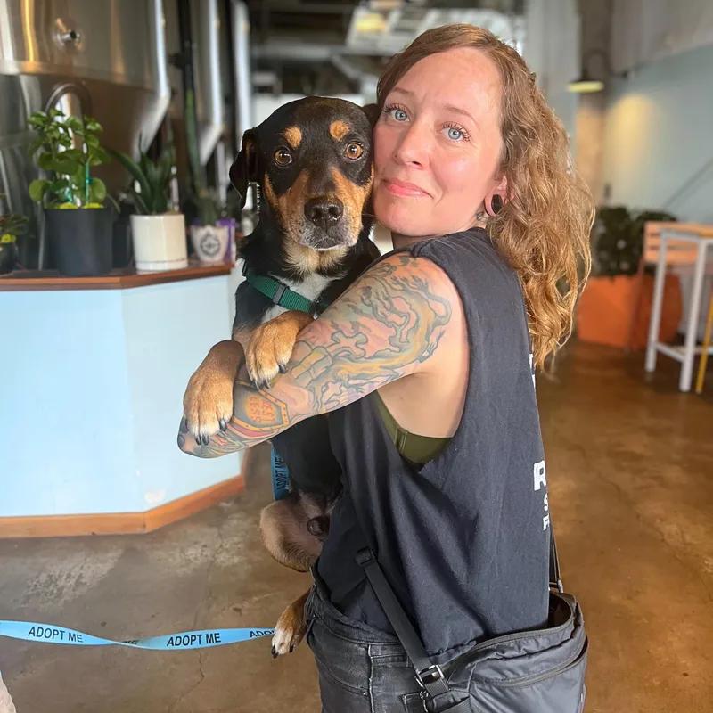 An adult medium-sized male Mixed Breed dog named Harvey for adoption in Austin, TX