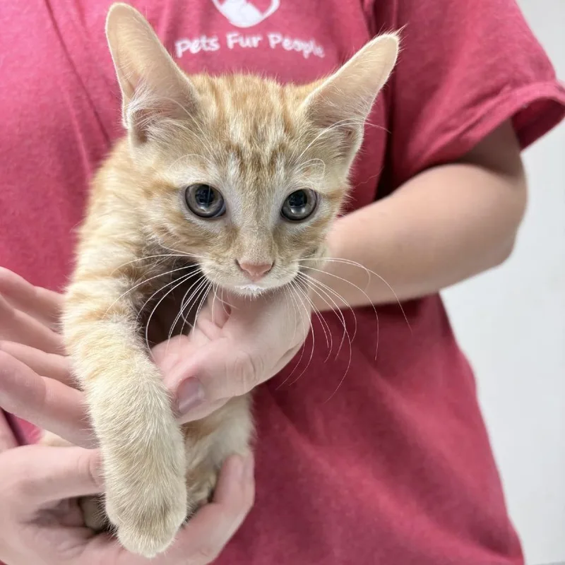 A baby small-sized male Orange / Red Domestic Short Hair cat named Simba for adoption in Tyler, TX