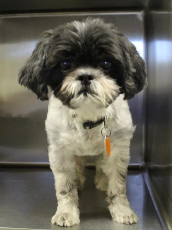 A senior small-sized male Shih Tzu dog named Pen Rocky for adoption in Lawrenceville, GA