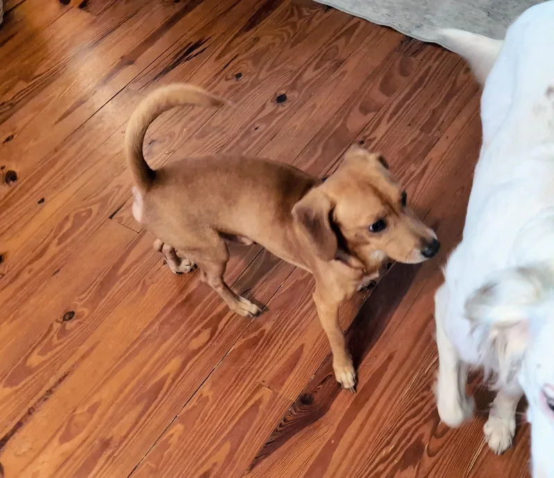 A young small-sized male Yellow / Tan / Blond / Fawn Beagle dog named Archie for adoption in Tampa, FL