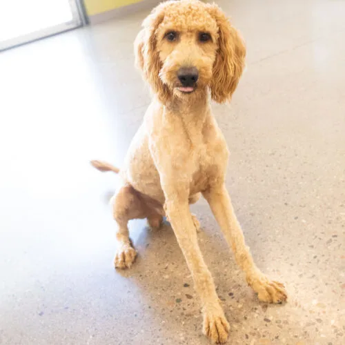 A young medium-sized male Goldendoodle dog named Franklin for adoption in Phoenix, AZ