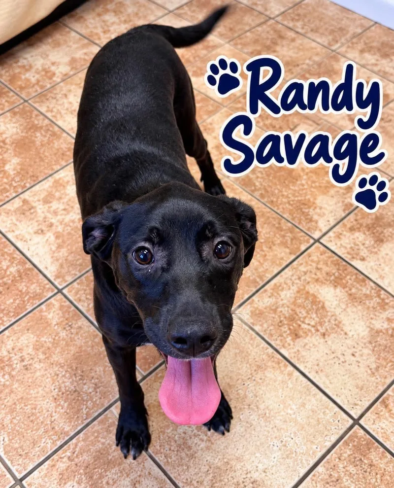 A young medium-sized female Labrador Retriever dog named Randy Savage for adoption in Rock Hill, NY