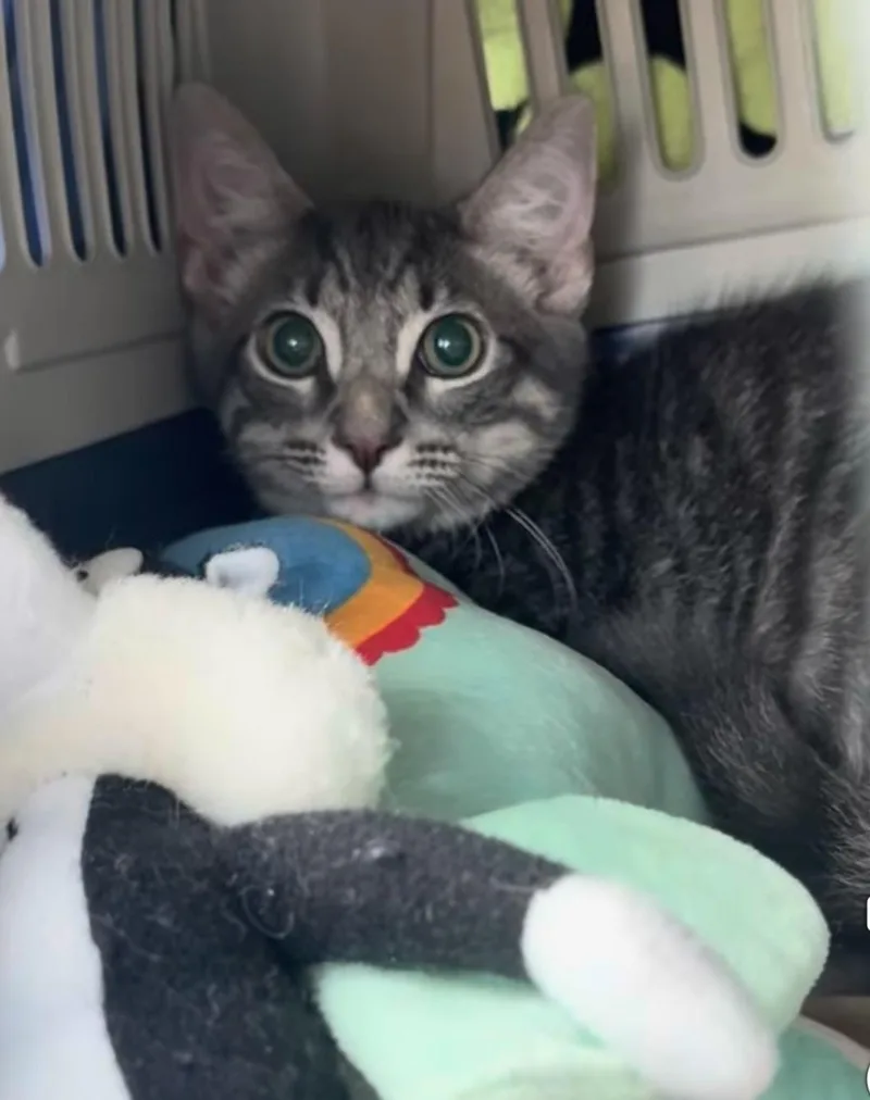 A baby large-sized male Tabby cat named Sylvester for adoption in Newark, NJ
