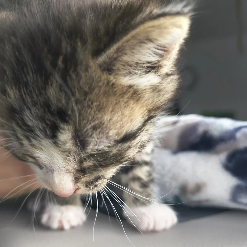 A baby small-sized male Black Domestic Short Hair cat named Pippin for adoption in Othello, WA