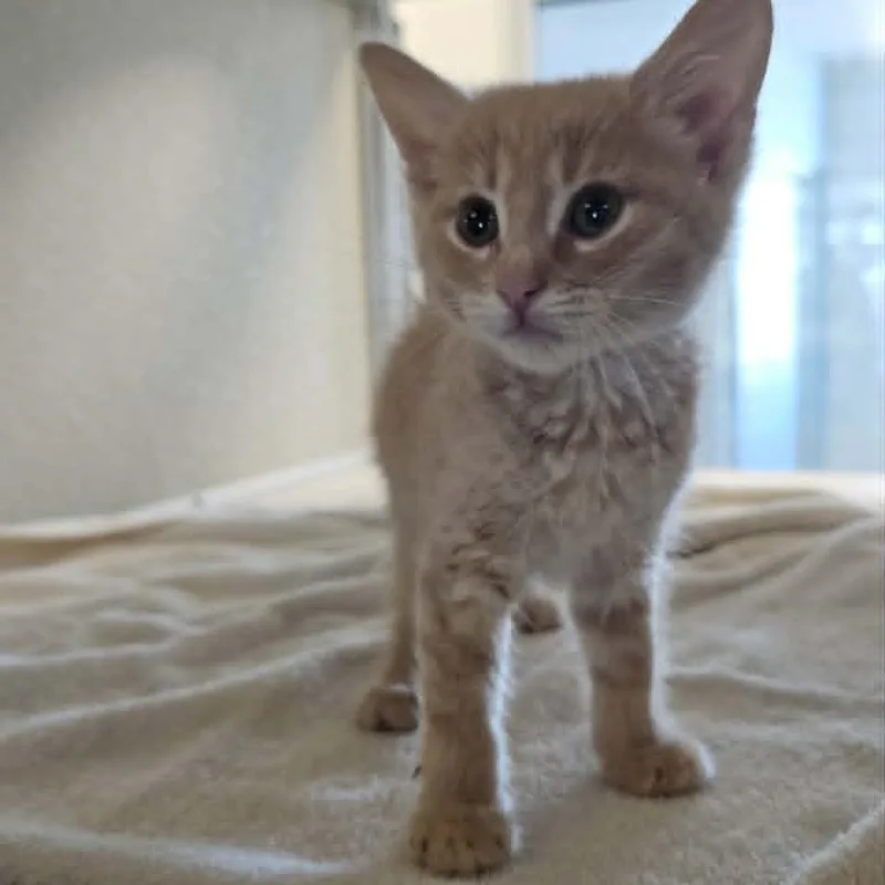 A baby small-sized male Domestic Short Hair cat named Gummybear for adoption in Las Cruces, NM
