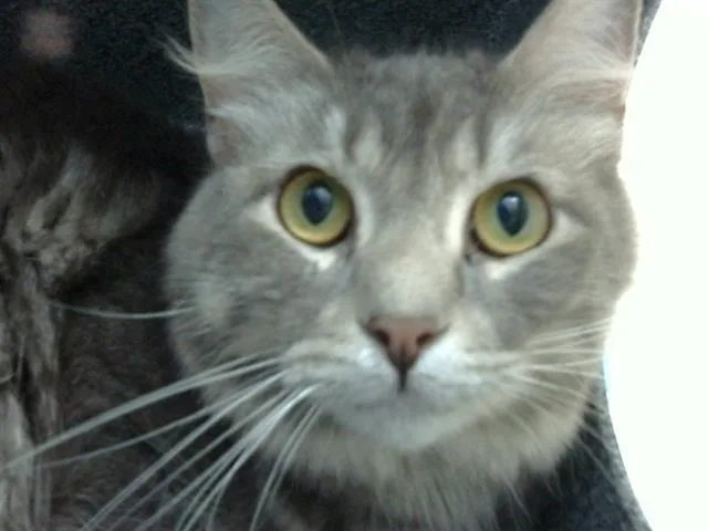 A young medium-sized female Domestic Short Hair cat named Onyx for adoption in Dallas, TX