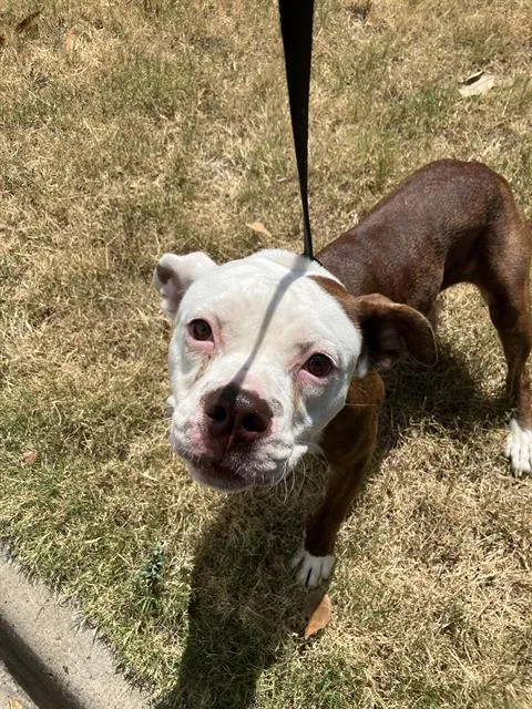 A young large-sized female Mixed Breed dog named Coco for adoption in Dallas, TX