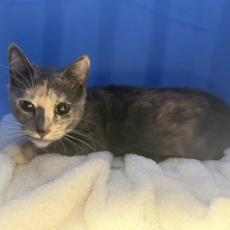 Pretty Princessc thumbnail 2