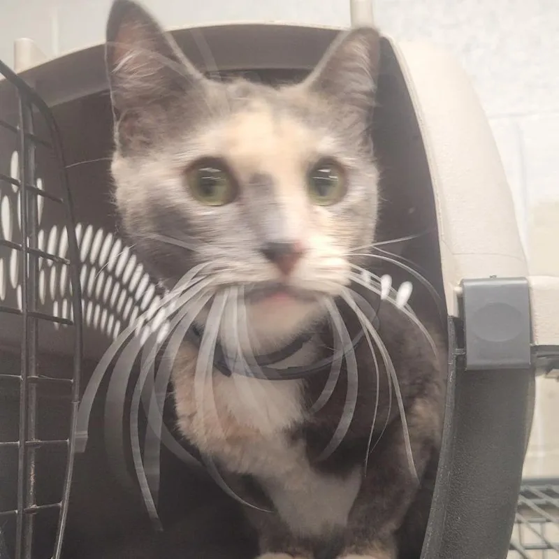 Pretty Princessc thumbnail 3