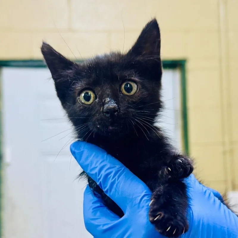 A baby small-sized male Black Domestic Medium Hair cat named Louis for adoption in Lucedale, MS