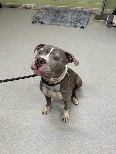 An adult large-sized female Pit Bull Terrier dog named Denim for adoption in Indianapolis, IN