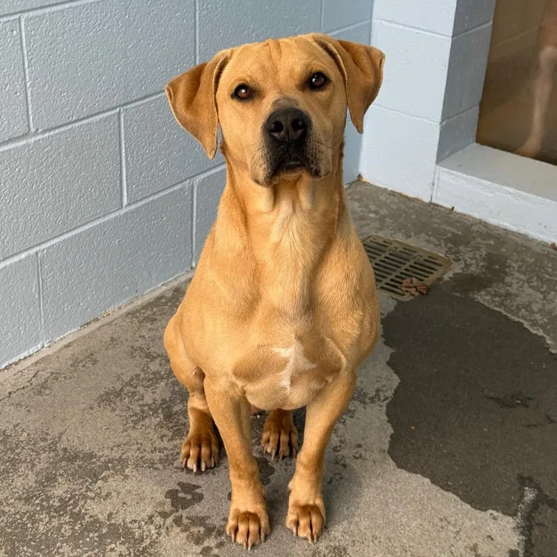An adult large-sized male Yellow / Tan / Blond / Fawn Labrador Retriever dog named Brooks for adoption in Martinsville, VA