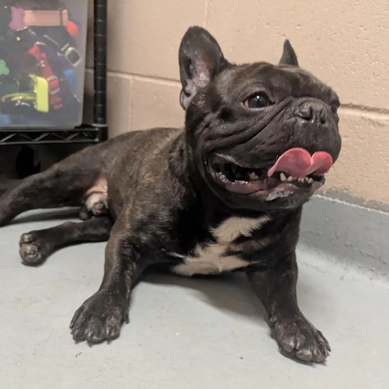 An adult medium-sized male Brindle French Bulldog dog named Cashew for adoption in Tacoma, WA