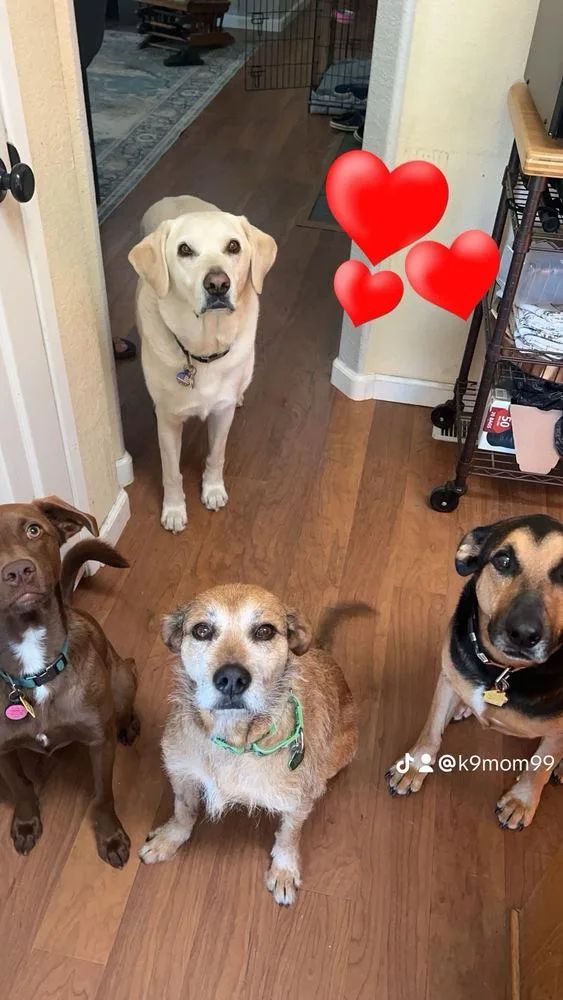 Clavamox thumbnail 2