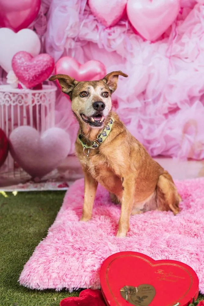 Clavamox thumbnail 3