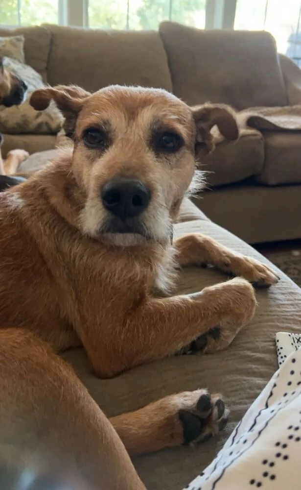 Clavamox thumbnail 4