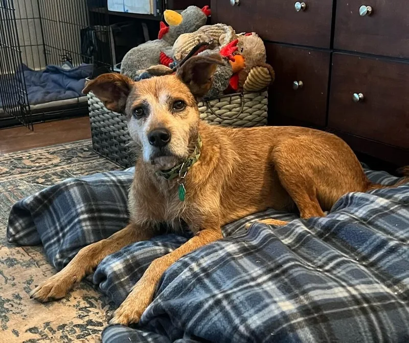 Clavamox thumbnail 5