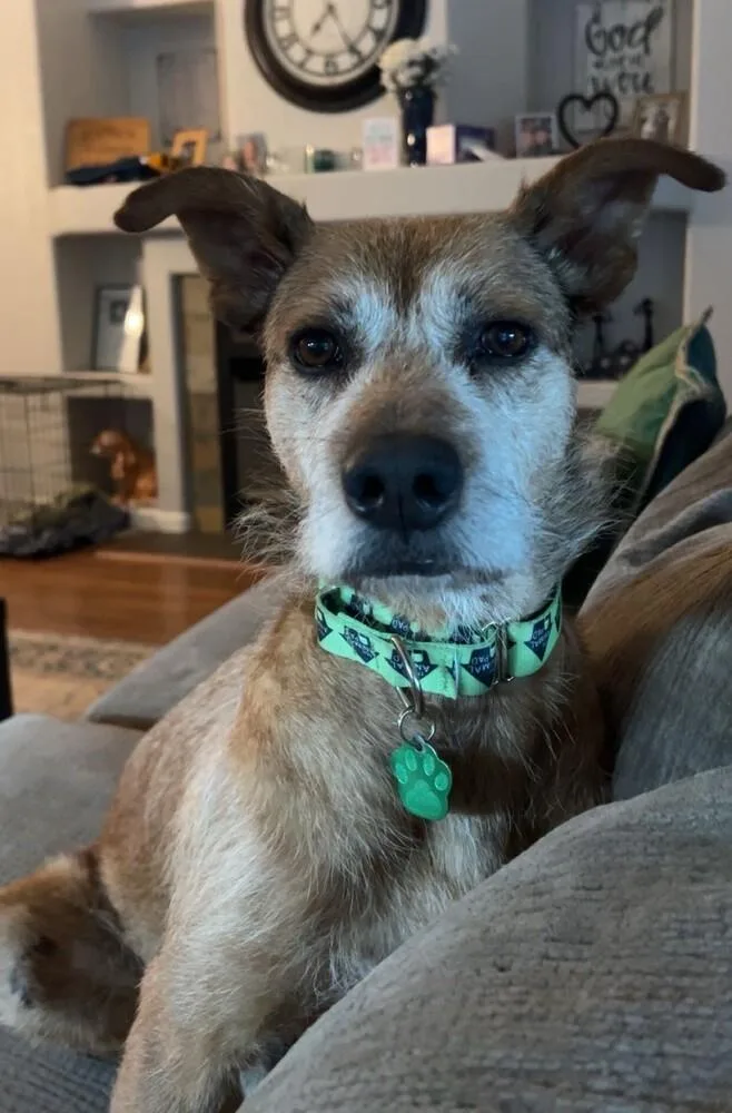 Clavamox thumbnail 6