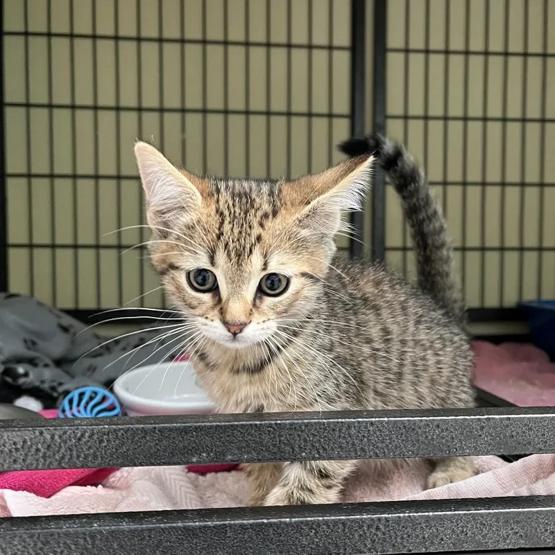 A baby small-sized female Brown / Chocolate Domestic Short Hair cat named Betty for adoption in Long Beach, CA