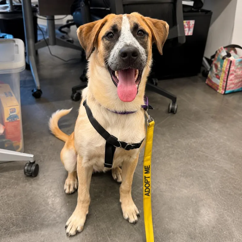 A young medium-sized female Brown / Chocolate Mixed Breed dog named Liza Minnelli for adoption in Hopkinton, MA