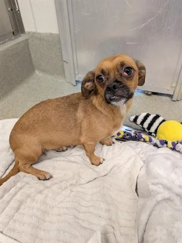 A young small-sized female Chihuahua dog named Pebbles for adoption in San Martin, CA