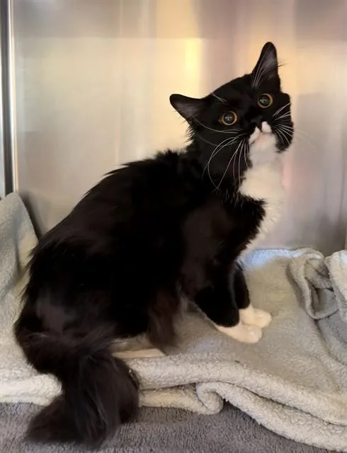 A young medium-sized male Domestic Short Hair cat named Tommy Boy for adoption in Castaic, CA