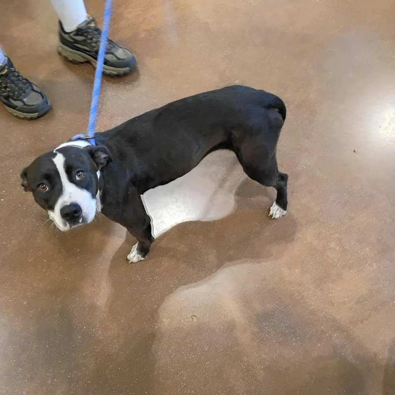 An adult medium-sized female Pit Bull Terrier dog named Hecate for adoption in Lynchburg, VA