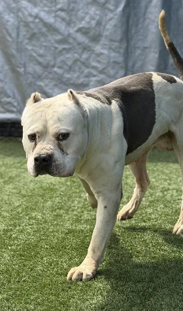 An adult large-sized male Mixed Breed dog named Elric for adoption in Dallas, TX