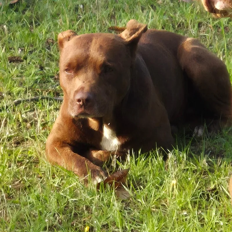 An adult medium-sized male Brown / Chocolate Mixed Breed dog named Strayceliadriveandempirestreet for adoption in Columbus, GA